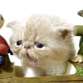 エキゾチックショートヘア