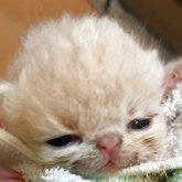 エキゾチックショートヘア