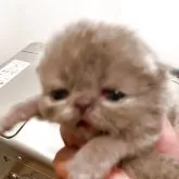 エキゾチックショートヘア