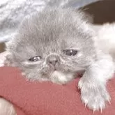 エキゾチックショートヘア