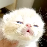 エキゾチックショートヘア