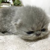 エキゾチックショートヘア