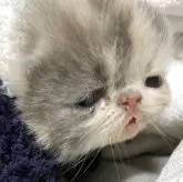 エキゾチックショートヘア