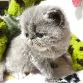 エキゾチックショートヘア