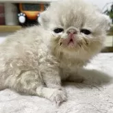 エキゾチックショートヘア