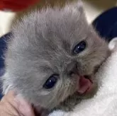 エキゾチックショートヘア【神奈川県・男の子・2025年10月6日・スカイブルー】の写真4「健康ってボクのためにあることば?」