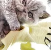 エキゾチックショートヘア【神奈川県・男の子・2025年10月6日・ブルー】の写真6「アップでもイケニャンコ」