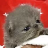 エキゾチックショートヘア【神奈川県・男の子・2025年10月6日・スカイブルー】の写真7「ブルーの最高峰👩🎓かも」