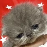 エキゾチックショートヘア【神奈川県・男の子・2025年10月6日・スカイブルー】の写真8「キリリ」