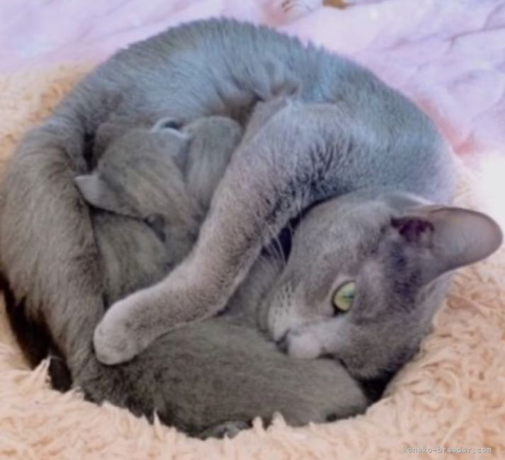 ロシアンブルー🐾のママ🎀♪💕｜倉上　正明(くらかみ　まさあき)ブリーダー(静岡県・ベンガルなど・ICC登録)の紹介写真2