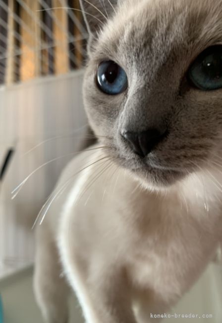 ロシアンブルー🐾のブルーポイントのママ🎀｜倉上　正明(くらかみ　まさあき)ブリーダー(静岡県・ベンガルなど・ICC登録)の紹介写真3