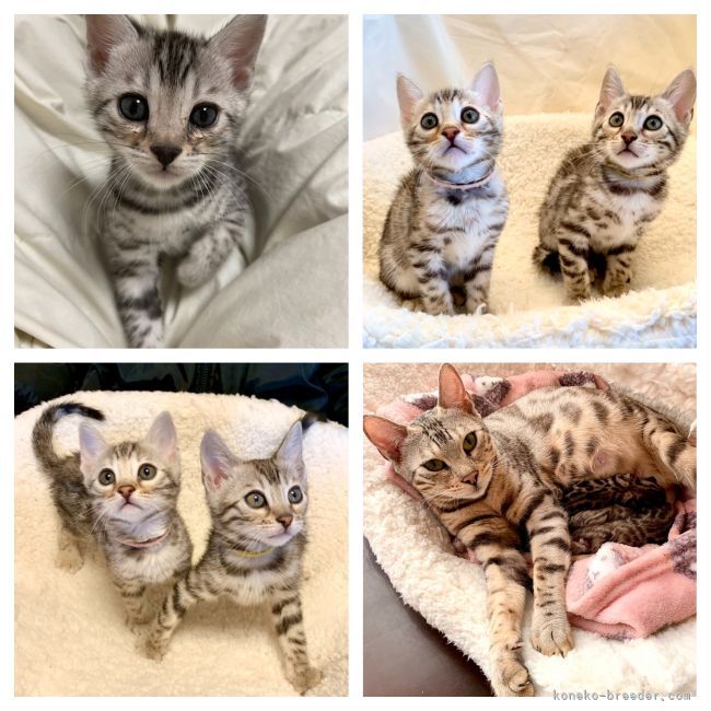 ブルーシルバー系のベンガル🐾🐯子猫♪💕｜倉上　正明(くらかみ　まさあき)ブリーダー(静岡県・ベンガルなど・ICC登録)の紹介写真4