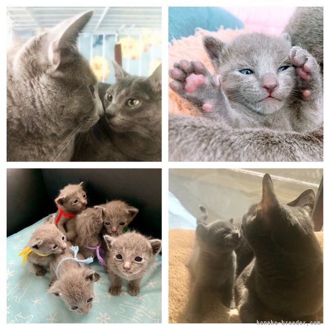 ロシアンブルー🐾の子猫😸達♪💕｜倉上　正明(くらかみ　まさあき)ブリーダー(静岡県・ベンガルなど・ICC登録)の紹介写真5