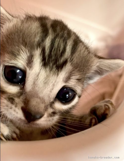 倉上　正明(くらかみ　まさあき)ブリーダー(静岡県・ベンガルなど・ICC登録)の紹介写真6