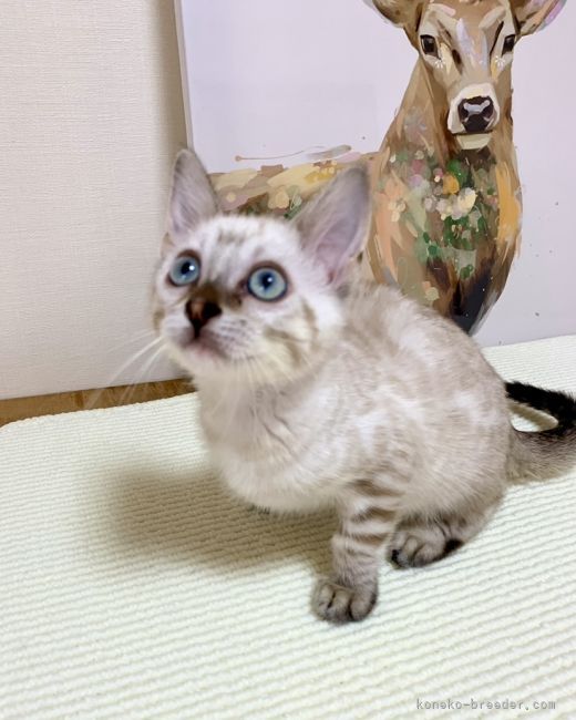 倉上　正明(くらかみ　まさあき)ブリーダー(静岡県・ベンガルなど・ICC登録)の紹介写真7