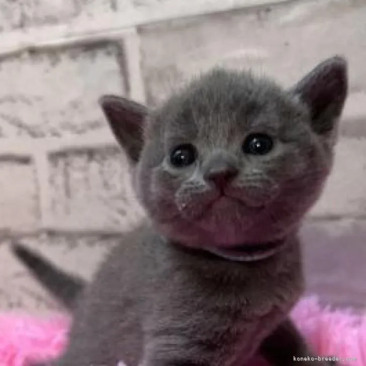 ID:2301-02359の子猫