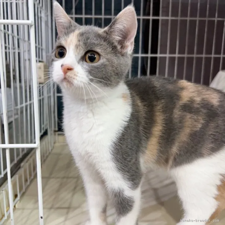 ID：2302-02083の子猫