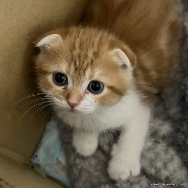 ID：2304-01125の子猫