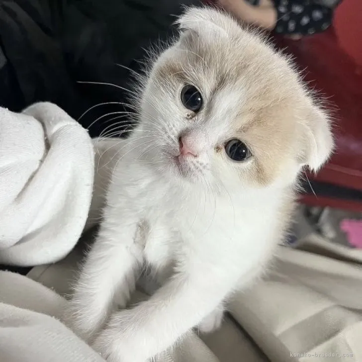 ID:2303-02958の子猫