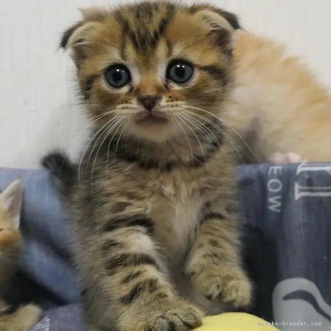 ID:2205-03242の子猫