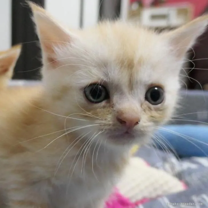 ID:2205-03271の子猫