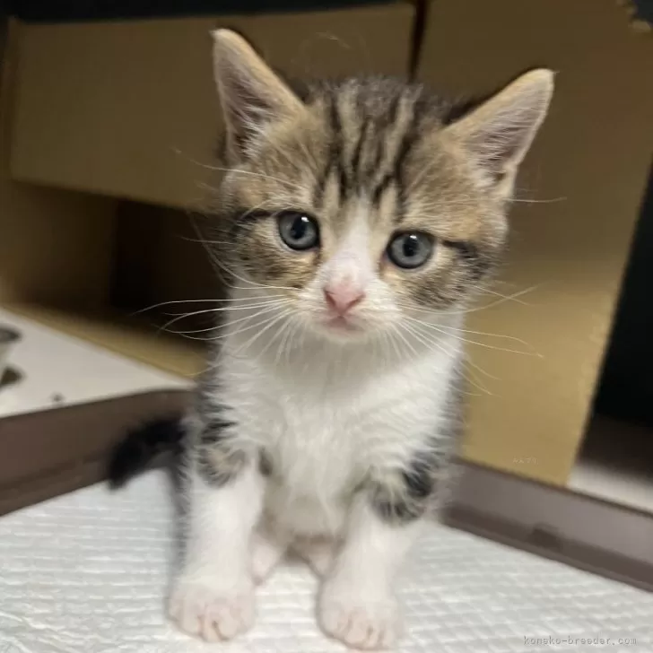 ID:2404-01028の子猫
