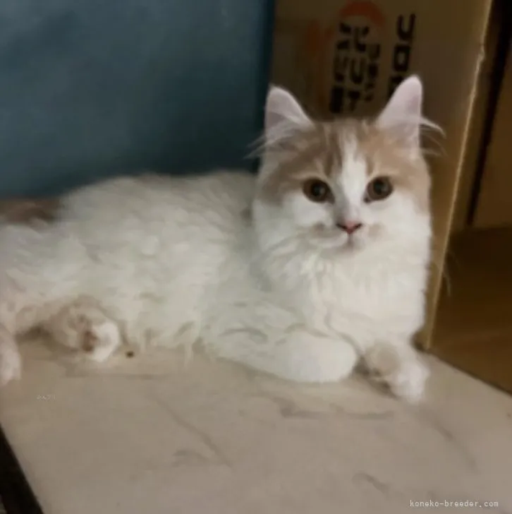 ID：2307-03522の子猫