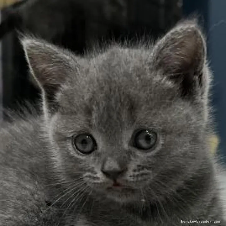 ID:2207-00805の子猫
