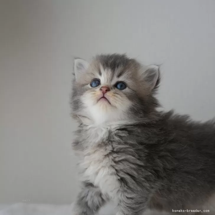 ID：2408-00862の子猫