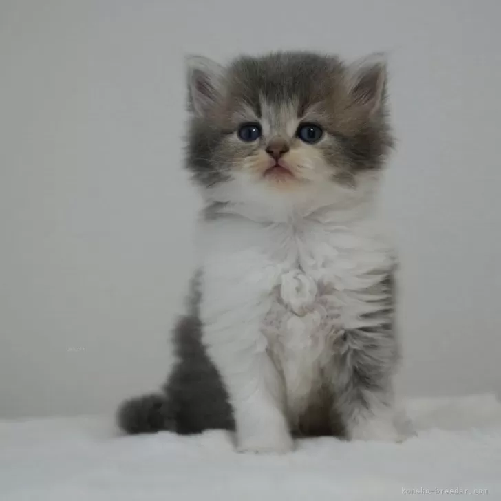 ID：2409-00160の子猫
