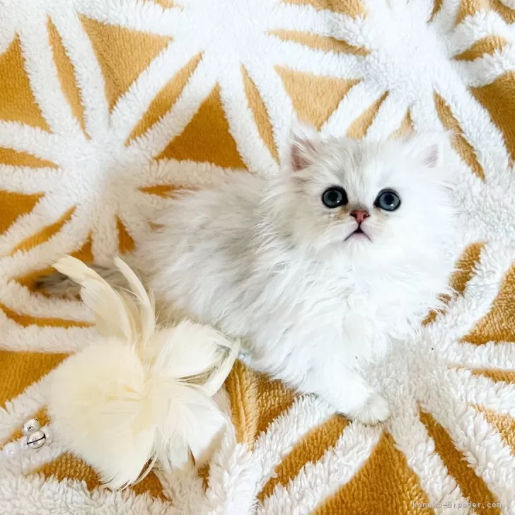 ID：2311-01493の子猫