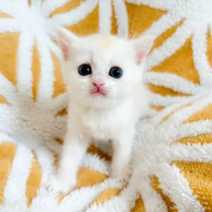 ID：2406-02241の子猫