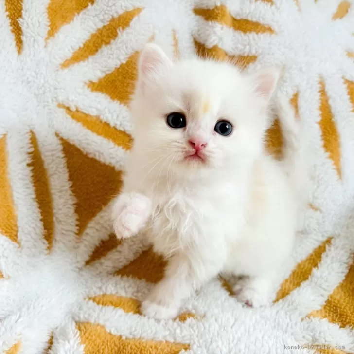 ID:2406-02231の子猫
