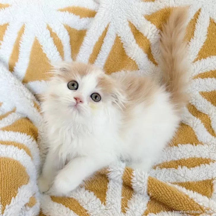 ID：2410-00966の子猫