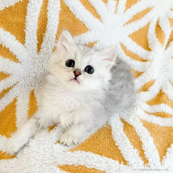 モモパパ 様のお迎えした子猫