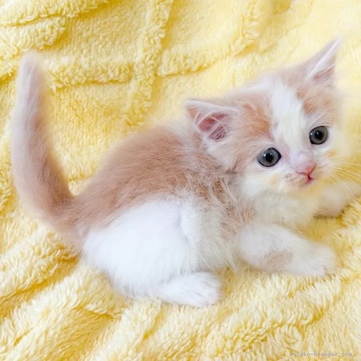 ID:2508-02850の子猫