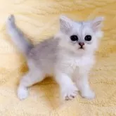 ペルシャ(チンチラ)