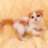 スコティッシュフォールド(折れ耳)