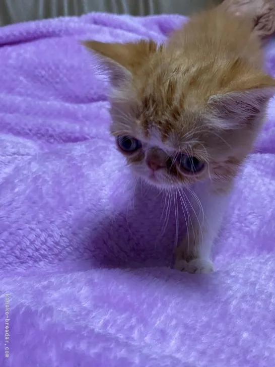 ID：2205-02774の子猫