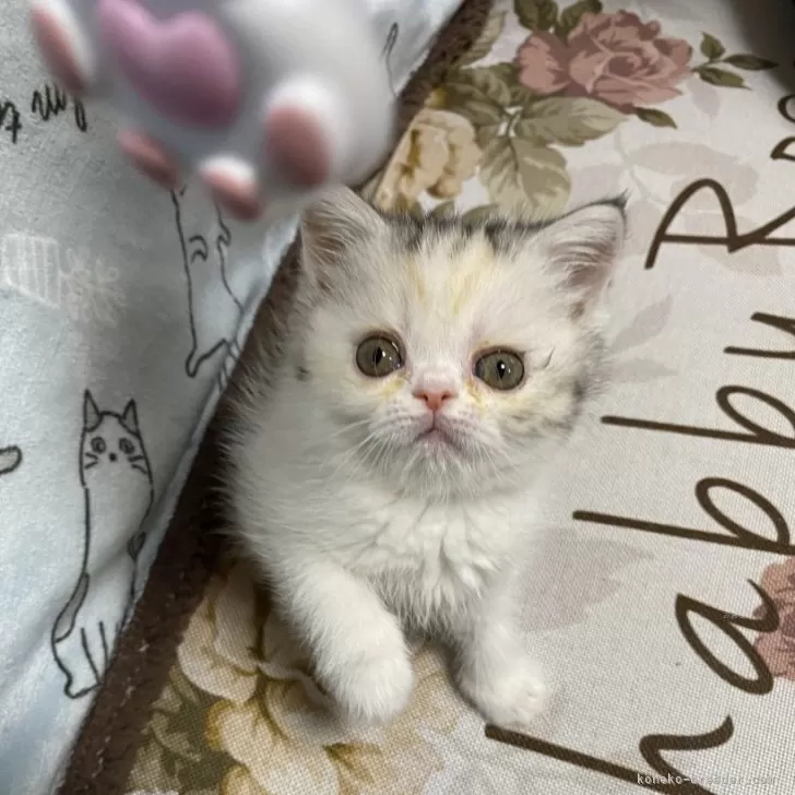 ID：2402-00167の子猫
