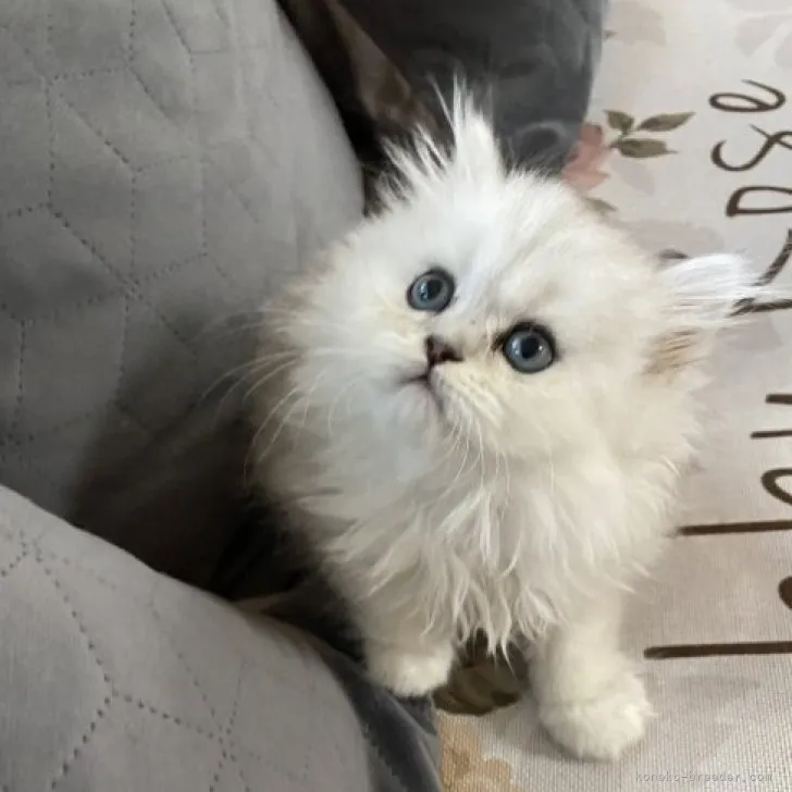 ID:2307-02183の子猫