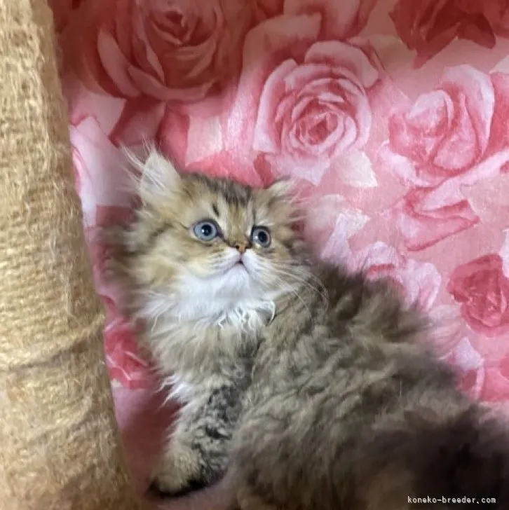 ミッチー 様のお迎えした子猫