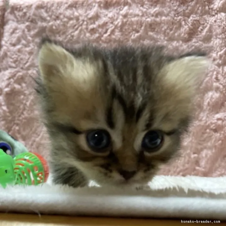 ID：2305-00906の子猫