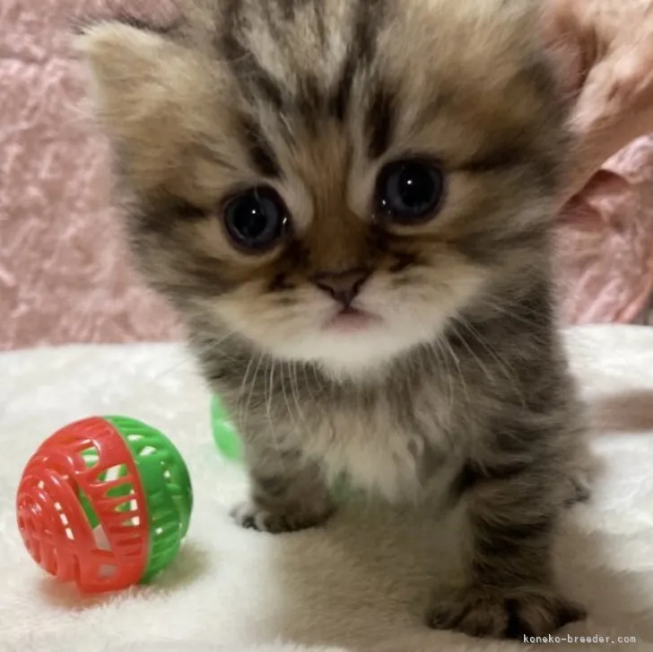 ID：2305-00903の子猫