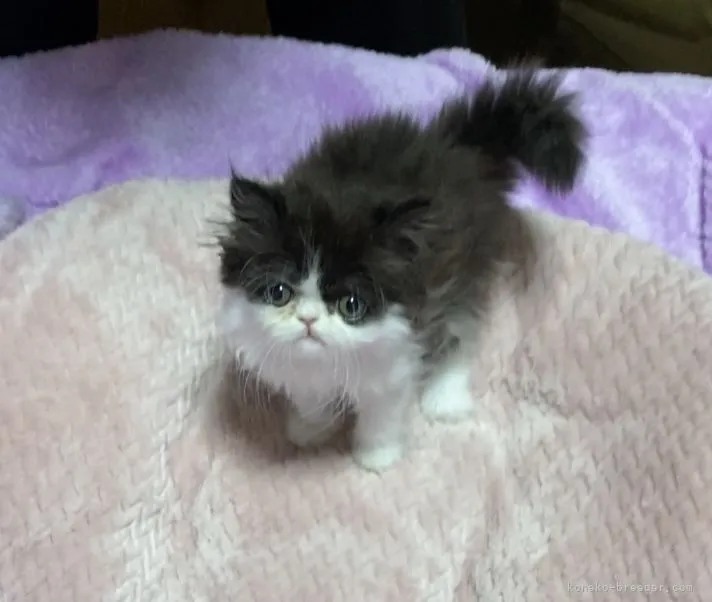 ID:2206-00628の子猫