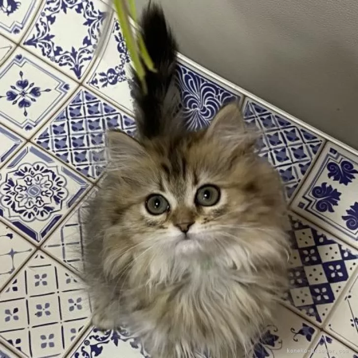 ID:2405-03427の子猫