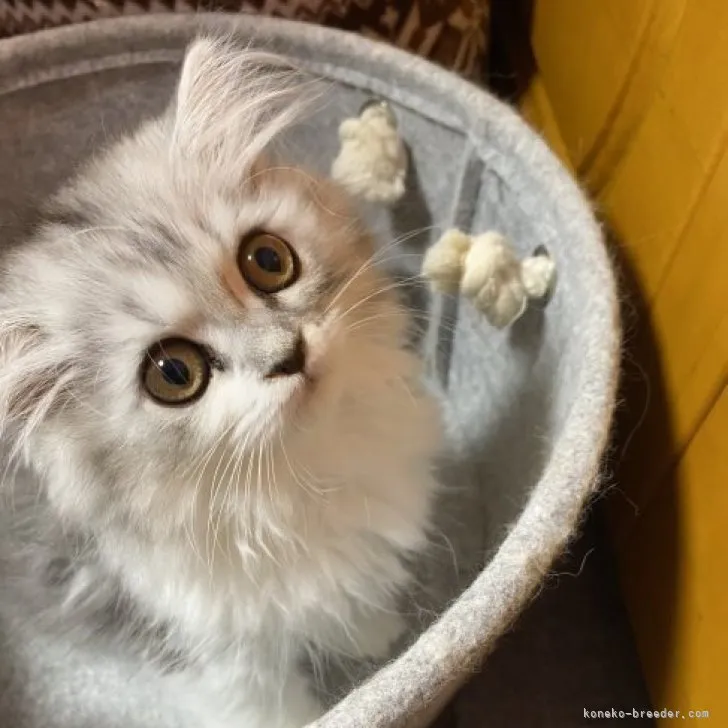 ID：2304-00604の子猫