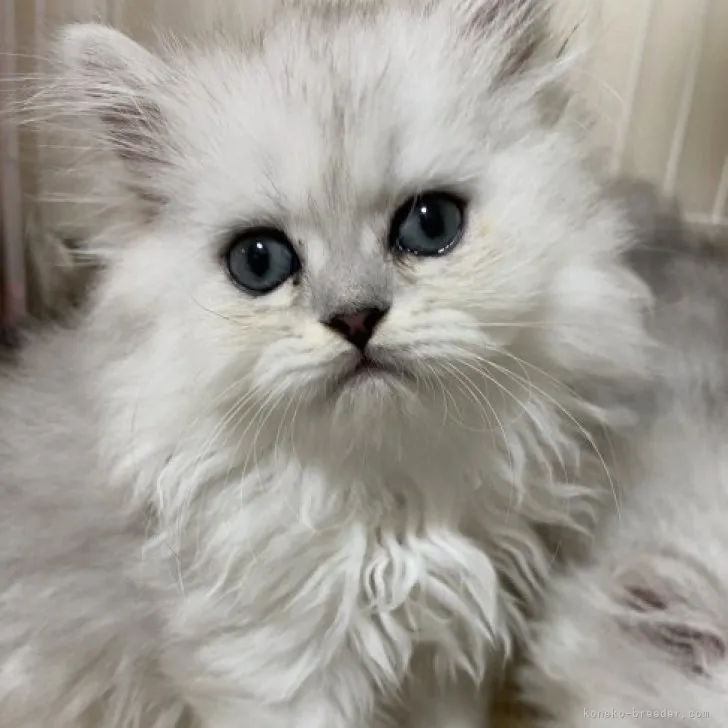 ぼたん 様のお迎えした子猫