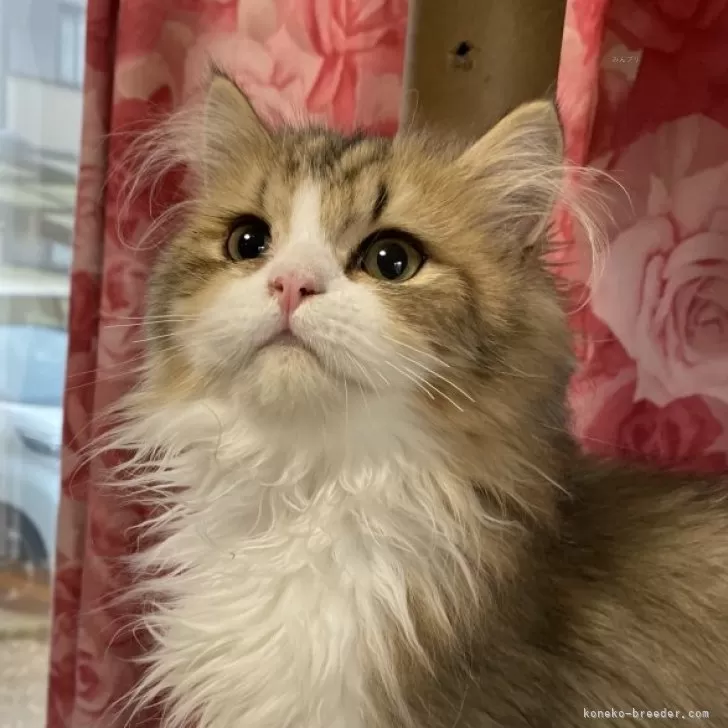 ID：2410-02291の子猫