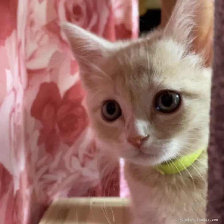 ID:2311-00057の子猫